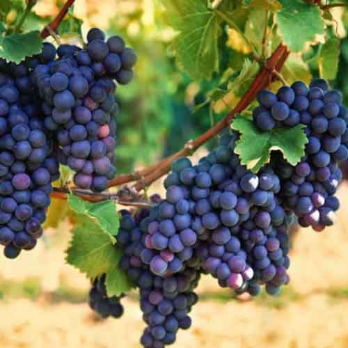 Grapes