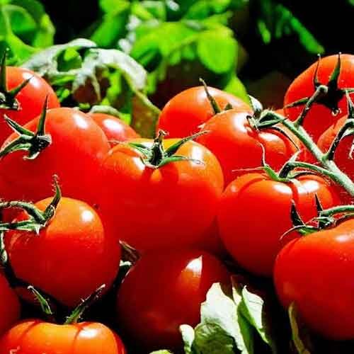 Tomato