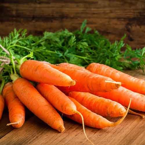 Carrot